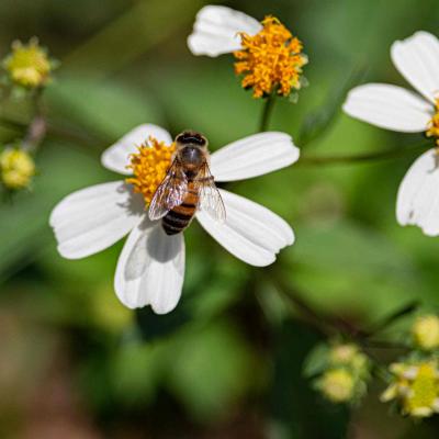 Web Mg 2766 Bee